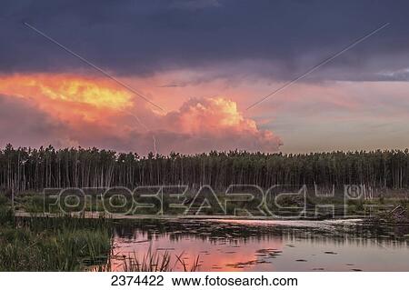 Stock Image - A lightning bolt strikes from the storm cloud at sunset over a beaver pond in the boreal forest; Alberta, Canada. Fotosearch