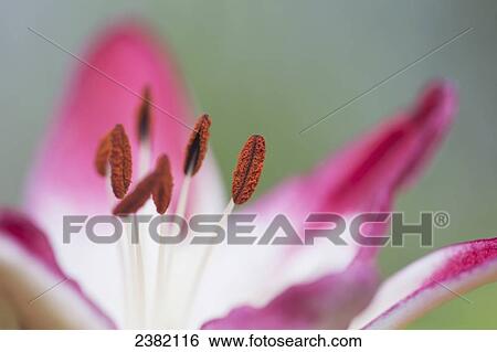 A lily in bloom; Palmer, Alaska, United States of America View Large Photo Image Stock Photograph - A lily in bloom; Palmer, Alaska, United States of America. Fotosearch
