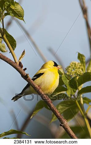 A male American Goldfinch (Carduelis tristis) perches in a bush; Astoria, Oregon, United States of America View Large Photo Image Stock Image - A male American Goldfinch (Carduelis tristis) perches in a bush; Astoria, Oregon, United States of America. Fotosearch