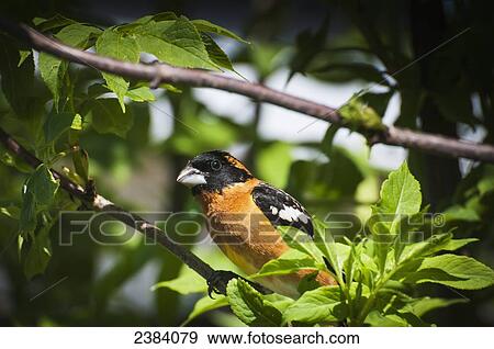 Stock Photo - A male Black-headed Grosbeak (Pheucticus melanocephalus) peers through the leaves; Astoria, Oregon, United States of America. Fotosearch