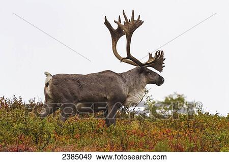Stock Photo - A male caribou (Rangifer tarandus) standing on a ridge in fall foliage in Denali National Park; Alaska, United States of America. Fotosearch