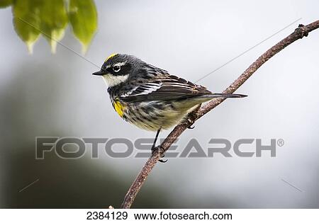 A male Yellow-rumped Warbler (Setophaga coronata) perches in a bush; Astoria, Oregon, United States of America View Large Photo Image Stock Photo - A male Yellow-rumped Warbler (Setophaga coronata) perches in a bush; Astoria, Oregon, United States of America. Fotosearch