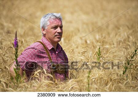 Stock Photo - A man standing in tall wheat in a field; Locarno, Ticino, Switzerland. Fotosearch