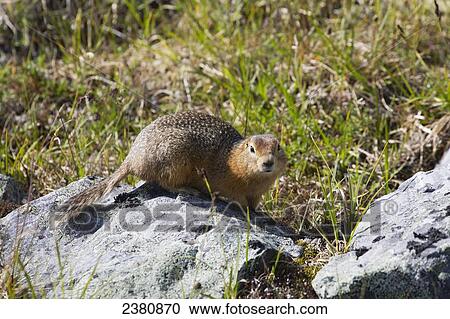 A marmot sitting alert on a rock; Yukon, Canada View Large Photo Image Stock Image - A marmot sitting alert on a rock; Yukon, Canada. Fotosearch