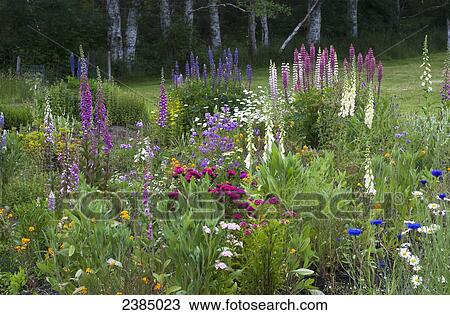 Stock Image - A mixture of flowers bloom in hillside flowerbeds; Astoria, Oregon, United States of America. Fotosearch