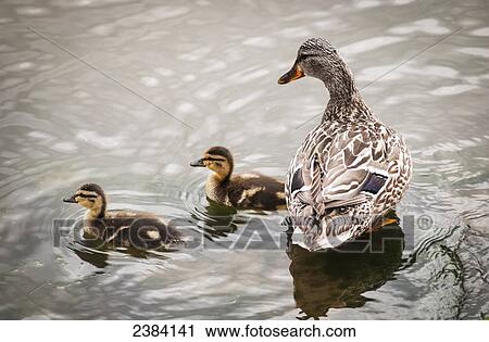 Stock Image - A mother mallard guards her ducklings; Astoria, Oregon, United States of America. Fotosearch