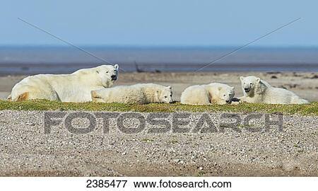 Stock Photo - A mother polar bear (ursus maritimus) sleeps with her three healthy cubs along the south shore of Hudson Bay; Manitoba, Canada. Fotosearch