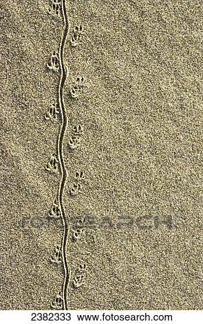Stock Image - A mouse leaves tracks in the sand; Lakeside, Oregon, United States of America. Fotosearch