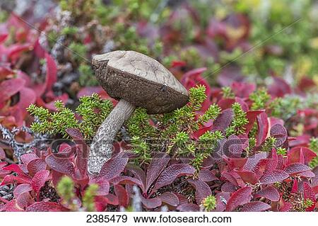 Stock Photo - A mushroom growing in the tundra with bearberry plants; Churchill, Manitoba, Canada. Fotosearch