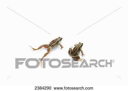 Stock Image - A pair of frogs on a white background, one leaping towards another; Fort McMurray, Alberta, Canada. Fotosearch