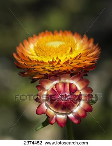 Stock Image - A paper flower blooms in a garden; Astoria, Oregon, United States of America. Fotosearch