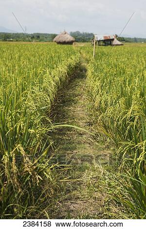 A path through a rice field; Fang, Chiang Mai, Thailand View Large Photo Image Stock Photo - A path through a rice field; Fang, Chiang Mai, Thailand. Fotosearch