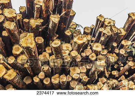 Stock Photo - A pile of logs; British Columbia, Canada. Fotosearch