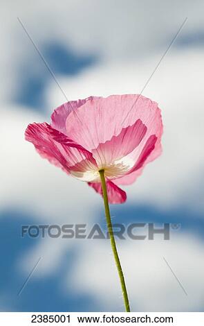 Stock Image - A pink poppy reaches for the clouds; Astoria, Oregon, United States of America. Fotosearch