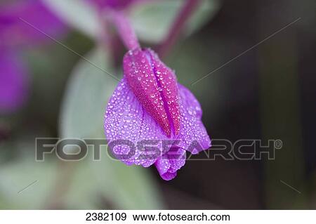 A pink wildflower after a mid-summer rain at Hatchers Pass; Palmer, Alaska, United States of America View Large Photo Image Stock Photo - A pink wildflower after a mid-summer rain at Hatchers Pass; Palmer, Alaska, United States of America. Fotosearch
