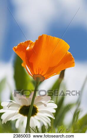 Stock Image - A poppy and daisies bloom in the garden; Astoria, Oregon, United States of America. Fotosearch