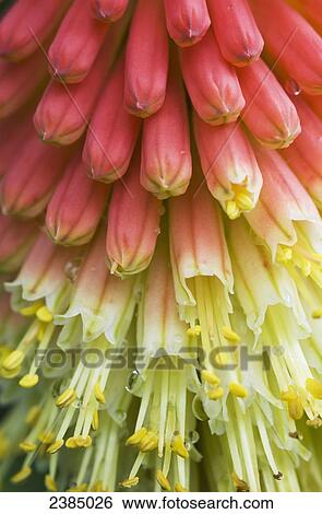 Stock Photograph - A red-hot poker plant blooms in a garden; Astoria, Oregon, United States of America. Fotosearch