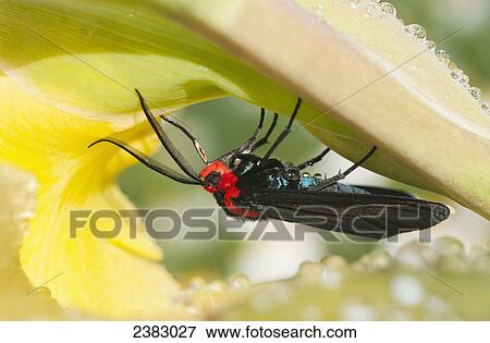 Stock Photo - A Red-shouldered Ctenucha Moth (Ctenucha rubroscapus) rests on an Iris blossom; Astoria, Oregon, United States of America. Fotosearch