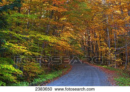 Stock Image - A road and autumn coloured trees; West Bolton, Quebec, Canada. Fotosearch