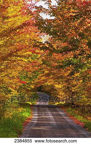Stock Photography - A road lined with autumn coloured trees. Fotosearch