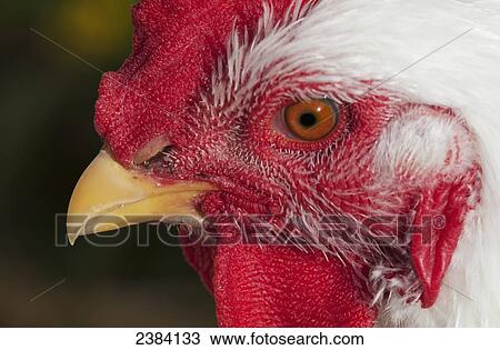 Stock Image - A rooster shows his best side; Astoria, Oregon, United States of America. Fotosearch