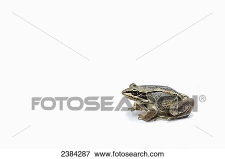 A single brown frog sits on a white background; Fort McMurray, Alberta, Canada View Large Photo Image Stock Photo - A single brown frog sits on a white background; Fort McMurray, Alberta, Canada. Fotosearch