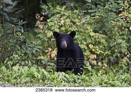 A small black bear cub stands in a patch of green bushes; Anchorage, Alaska, United States of America View Large Photo Image Stock Photo - A small black bear cub stands in a patch of green bushes; Anchorage, Alaska, United States of America. Fotosearch