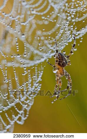 A spider tries to dry off; Astoria, Oregon, United States of America View Large Photo Image Stock Photo - A spider tries to dry off; Astoria, Oregon, United States of America. Fotosearch
