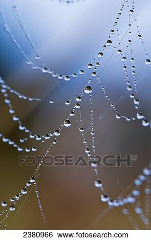 A spider's web captures dew drops; Astoria, Oregon, United States of America View Large Photo Image Stock Photograph - A spider's web captures dew drops; Astoria, Oregon, United States of America. Fotosearch