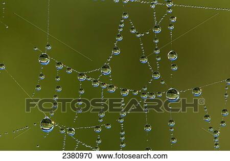 Stock Image - A spider's web catches dew; Astoria, Oregon, United States of America. Fotosearch