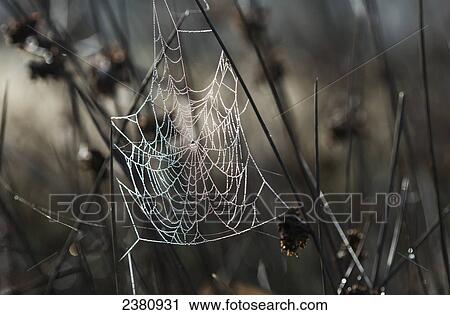 A spider's web collects dew on a summer morning; Astoria, Oregon, United States of America View Large Photo Image Stock Image - A spider's web collects dew on a summer morning; Astoria, Oregon, United States of America. Fotosearch