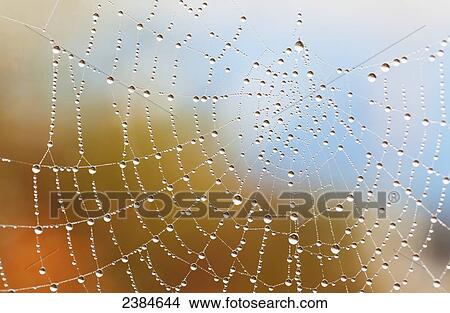 Picture - A spiders' web is covered in dew drops shining in the morning sun; British Columbia, Canada. Fotosearch