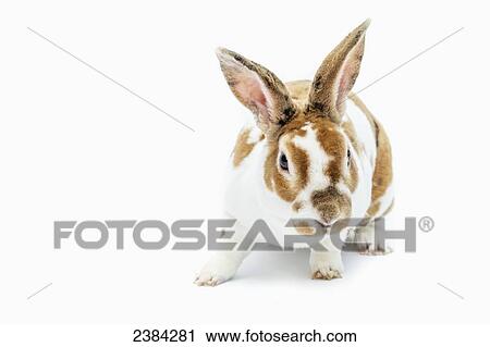 Stock Image - A spotted orange and white rabbit posing on a white background; Fort McMurray, Alberta, Canada. Fotosearch