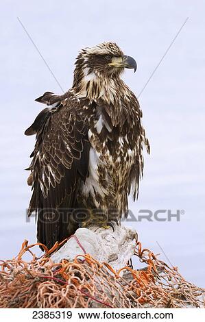 Stock Photo - A sub-adult bald eagle sits atop a large piece of driftwood draped in an orange fishing net; Homer, Alaska, United States of America. Fotosearch