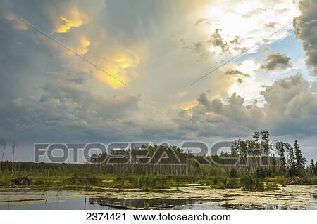 Stock Image - A thunderstorm at sunset over beaver ponds in northern alberta; Fort McMurray, Alberta, Canada. Fotosearch
