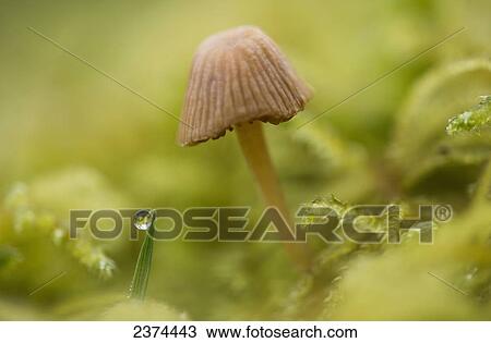 A tiny mushroom grows in the moss; Astoria, Oregon, United States of America View Large Photo Image Stock Image - A tiny mushroom grows in the moss; Astoria, Oregon, United States of America. Fotosearch