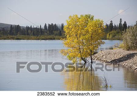 A tree with autumn colours grows in the shallow water next to the shore and is reflected in the tranquil water View Large Photo Image Stock Image - A tree with autumn colours grows in the shallow water next to the shore and is reflected in the tranquil water. Fotosearch