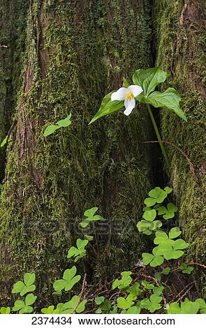 Picture - A Trillium grows from the trunk of a Western Red Cedar tree; Jewell, Oregon, United States of America. Fotosearch