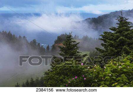 A veil of mist softens the view of the coastline and Oswald West State Park; Manzanita, Oregon, United States of America View Large Photo Image Stock Photograph - A veil of mist softens the view of the coastline and Oswald West State Park; Manzanita, Oregon, United States of America. Fotosearch