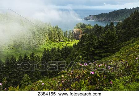 Stock Photography - A veil of mist softens the view of the coastline and Oswald West State Park; Manzanita, Oregon, United States of America. Fotosearch