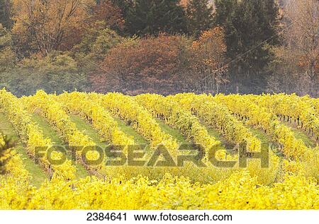 A vineyard has rows of grape vines with their autumn colours shining on the hillside in the Cowichan Valley; British Columbia, Canada View Large Photo Image Stock Image - A vineyard has rows of grape vines with their autumn colours shining on the hillside in the Cowichan Valley; British Columbia, Canada. Fotosearch