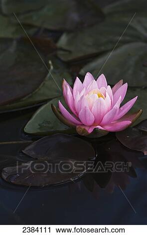 A water lily blooms in a pond; Astoria, Oregon, United States of America View Large Photo Image Stock Image - A water lily blooms in a pond; Astoria, Oregon, United States of America. Fotosearch