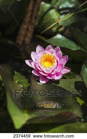 Stock Photo - A water lily blooms in springtime; Astoria, Oregon, United States of America. Fotosearch
