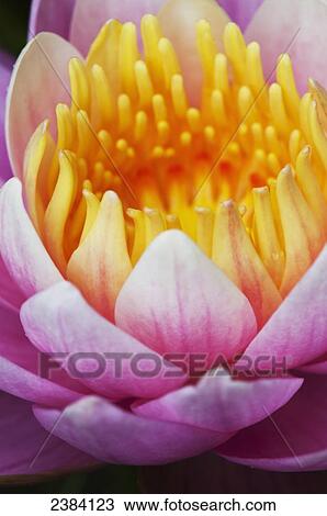 A water lily (Nymphaeaceae) blooms in a pond; Astoria, Oregon, United States of America View Large Photo Image Stock Image - A water lily (Nymphaeaceae) blooms in a pond; Astoria, Oregon, United States of America. Fotosearch