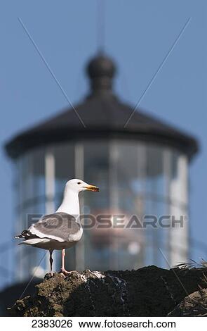 Stock Photograph - A Western Gull (Larus occidentalis) perches on a cliff at Yaquina Head; Newport, Oregon, United States of America. Fotosearch