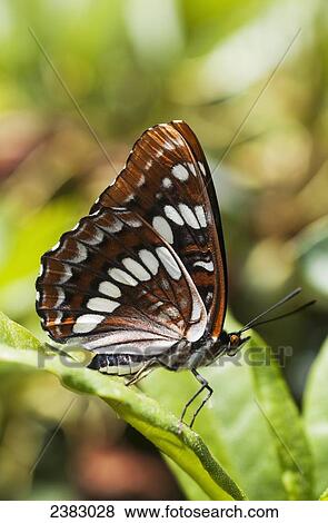 Stock Photo - A White Admiral Butterfly (Limenitis arthemis) rests on a leaf; Astoria, Oregon, United States of America. Fotosearch