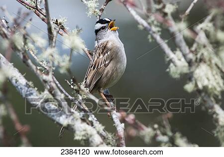 Stock Image - A White-crowned Sparrow (Zonotrichia leucophrys) sings; Astoria, Oregon, United States of America. Fotosearch