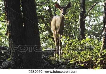 A White-tailed Deer (Odocoileus virginianus) looks on; Luray, Virginia, United States of America View Large Photo Image Stock Image - A White-tailed Deer (Odocoileus virginianus) looks on; Luray, Virginia, United States of America. Fotosearch