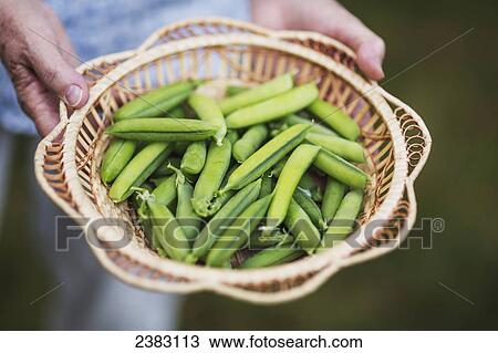 Stock Image - A woman's hands holding a basket of freshly picked peas from the garden; Richmond, British Columbia, Canada. Fotosearch