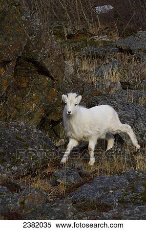 Stock Photography - A young bighorn sheep (Ovis canadensis) standing among rocks and grass. Fotosearch